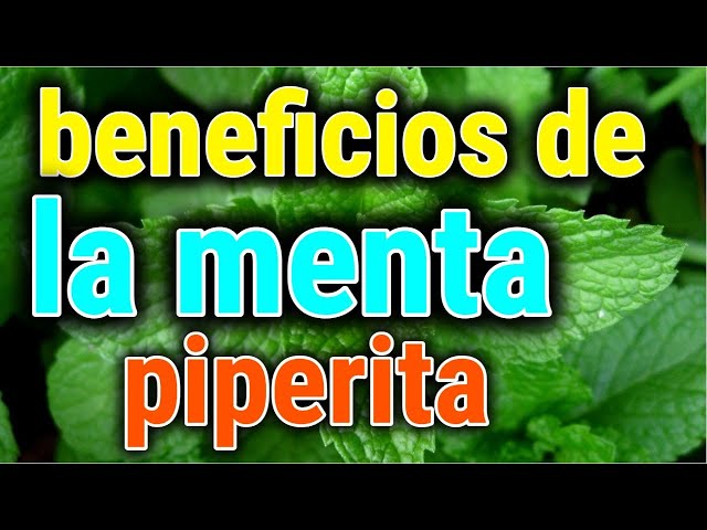 Vídeo relacionado con Menta Piperita 200g - Hojas de Menta - Menta Piperita Infusion - Te de Menta - Menta Piperita a Granel (200 gr, Menta Piperita)
