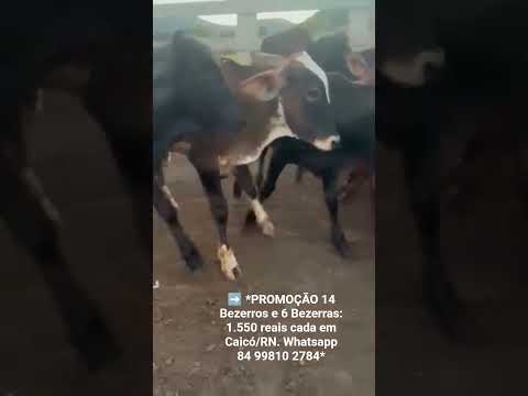➡️ *PROMOÇÃO 14 Bezerros e 6 Bezerras: 1.550 reais cada em Caicó/RN. Whatsapp 84 99810 2784*#gado