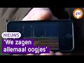 'Het is nu gevaarlijk voor mens en dier', voedselschaarste drijft herten de weg op