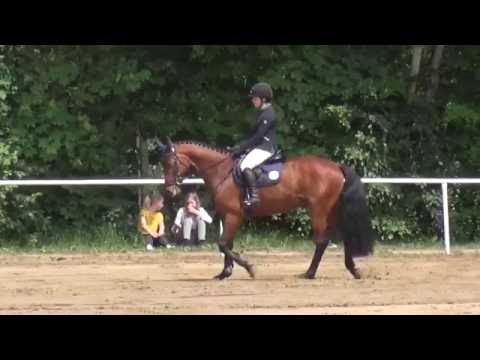 6jähriger, freundlicher brauner DSP-Wallach