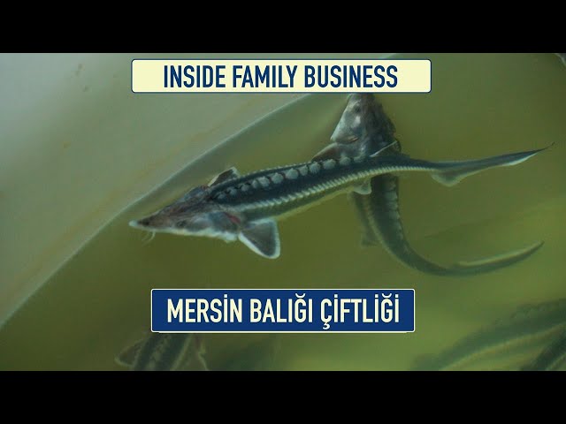 Balıkçılık: geliri artırmanın etkili yolu