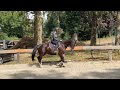Jolie jument de 8 ans, kwpn, +-1m68
