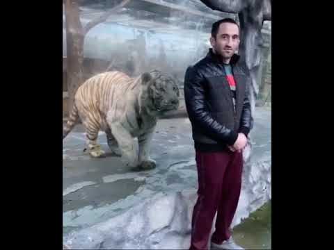 Tiger tries to attack a man. Imagine there was no glass to stop him. That would be very wild