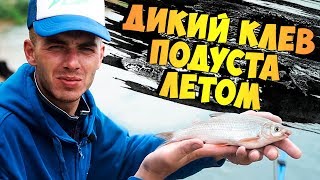 Когда и на что ловить подуста