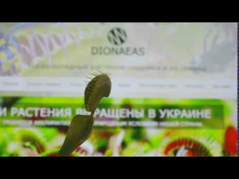 Растение-хищник Венерина мухоловка Dionaea