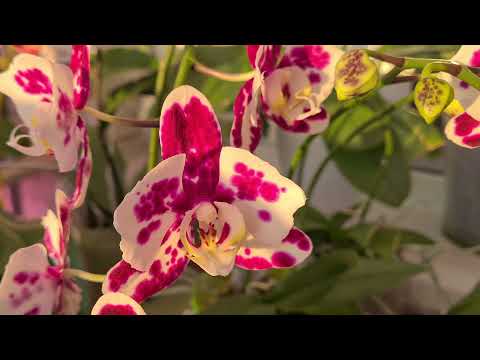 Первые ласточки зимнего цветения орхидей 2021г. Расцветает мой сад орхидей!