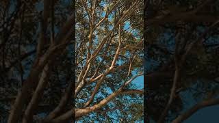 Download lagu Story Wa aesthetic 30 detik | run away autora mp3