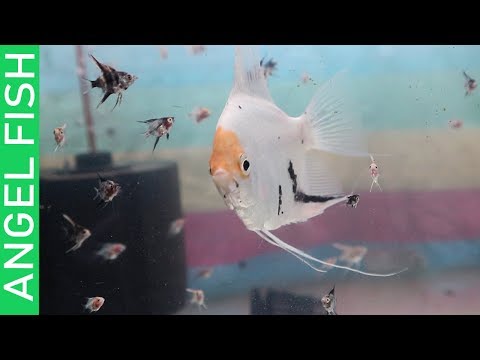 BUYING 100 ANGEL FISH AND TIPS ON MASSIVE DISCUS BREEDING!