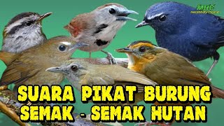 Download lagu Kombinasi Suara Pikat Pelanduk semak dan burung semak semak hutan mp3 mp3