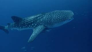 Earth - The Nature Of Our Planet  : Water