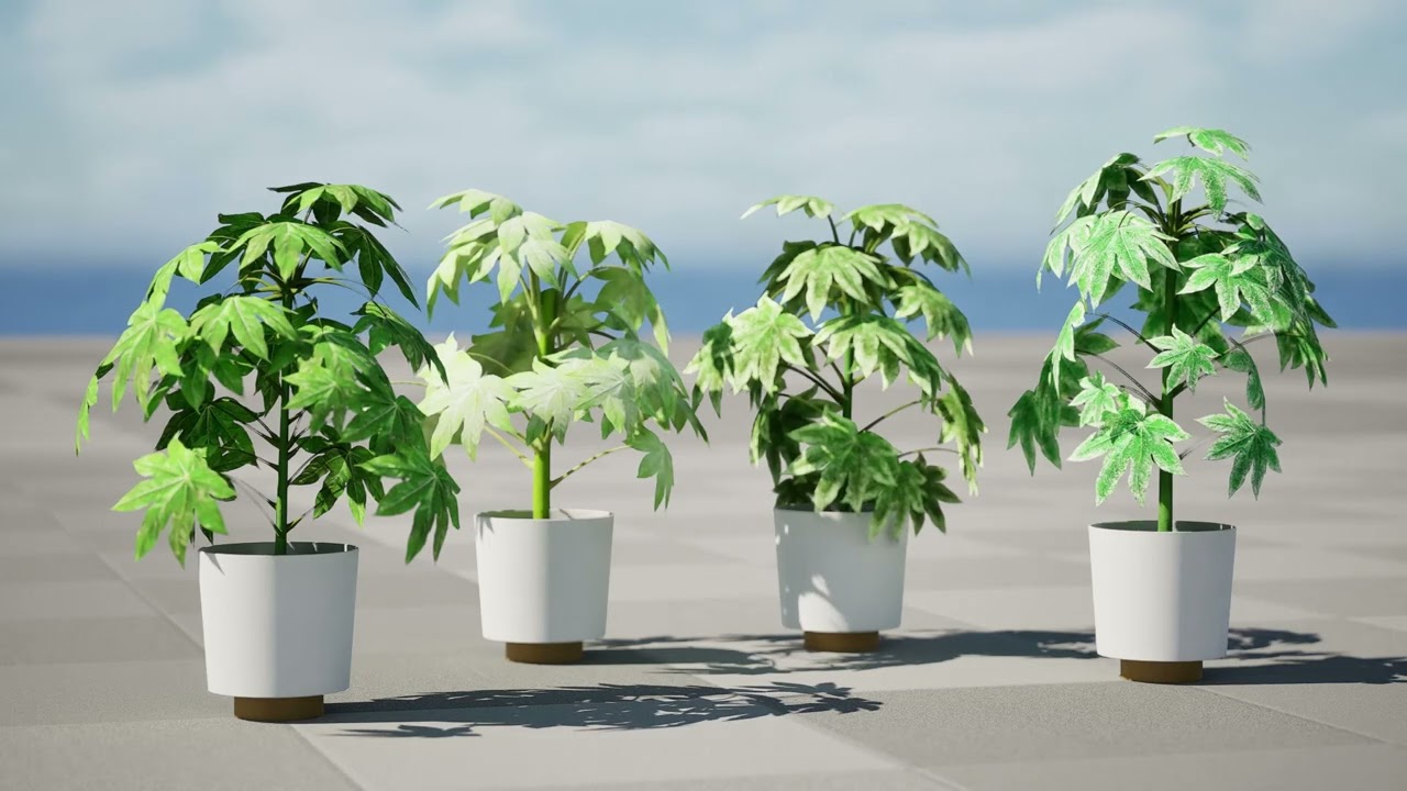 Fatsia japonica Spider Web 3D Model
