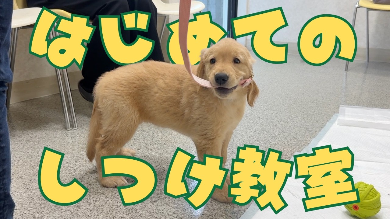 脱走第１号だった問題児（？）がしつけ教室に⁉️ ゴルパピ マフィンちゃんはじめてのしつけ教室🏫