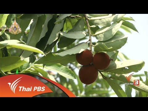 ต้นมะริด สวนตั้งสิน THAI PBS