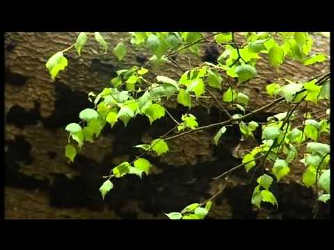 Ray Mears' Bushcraft S02E05 - Four Seasons