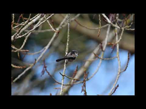 Bures St Mary to Wissington via Wormingford - 18-04-21