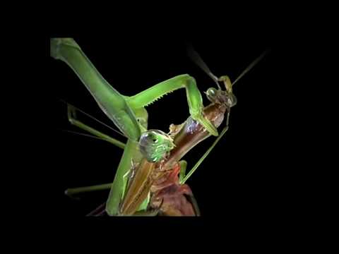 Mantis Religiosa - Kye Black Mamba (Prod. ELCU4RTOPISO y HFF)