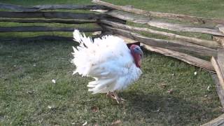 preview picture of video 'The Pardoned Turkey - Mount Vernon'