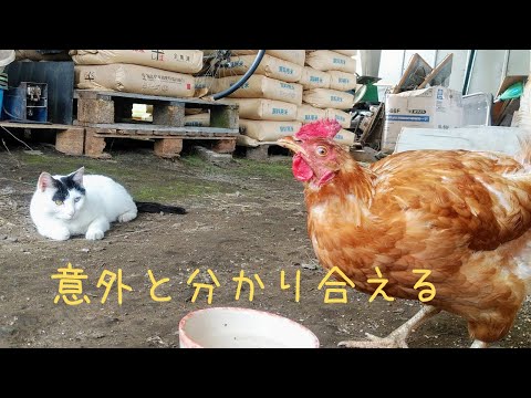 【仲良し！ねこと鶏】癒されますね