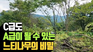 C급도 A급이 될 수 있는 느티나무의 비밀 | 나무대장