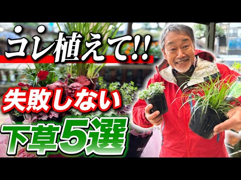 つる性アジサイ 日よけ植物 成長が早い