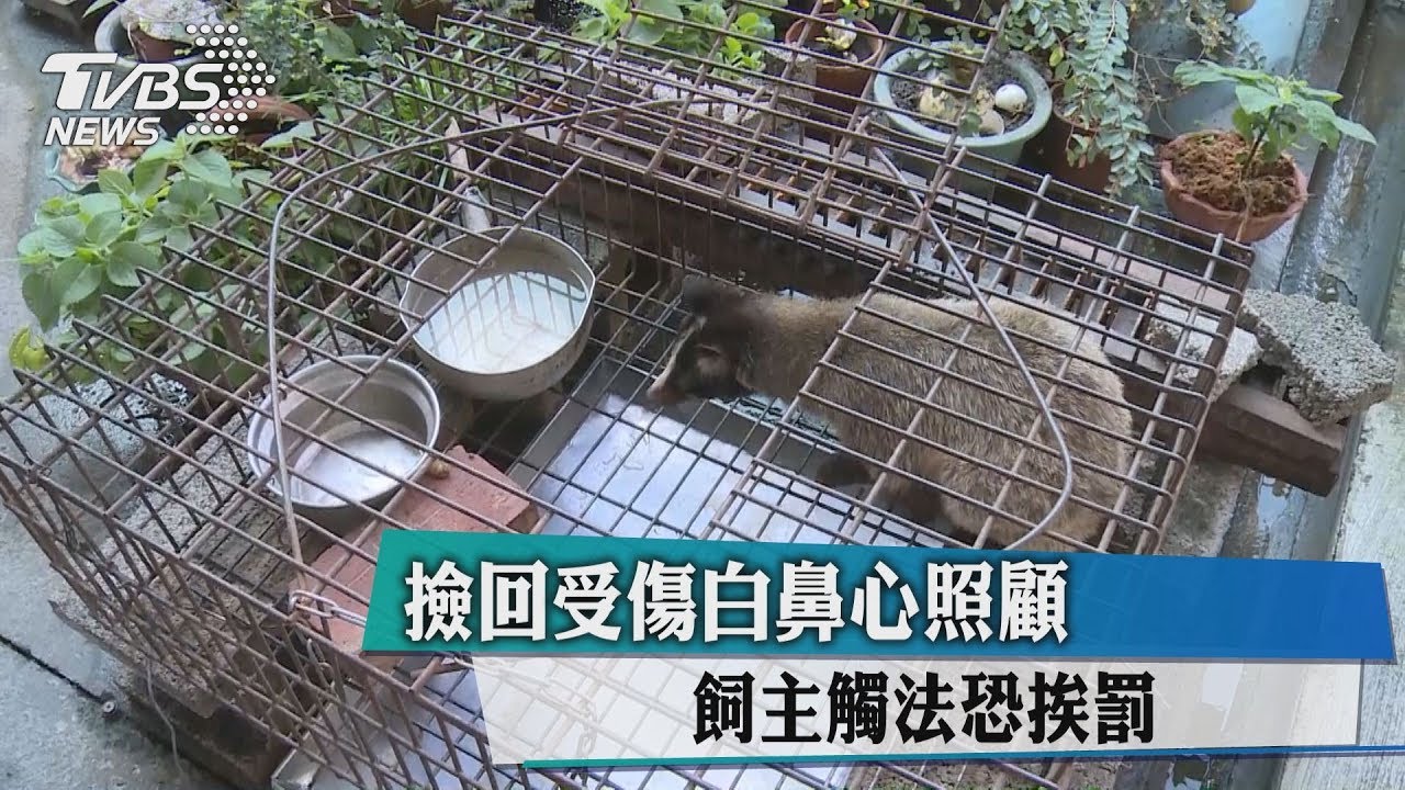 好心被雷親!撿受傷白鼻心照顧 觸法恐挨罰