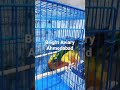 Sun Conure Briding Pair Bright Aviary