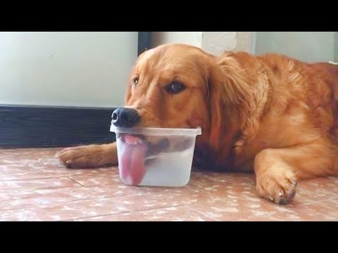 These Funniest Golden Retrievers will have you in Stitches! 🤣 Funny dog videos 2024
