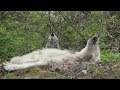 The Funniest Wolf Howls Are Lazy Ones
