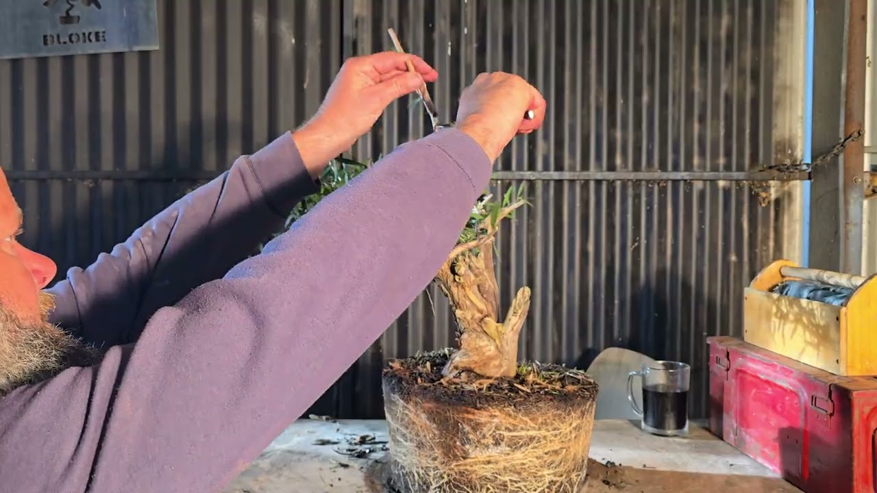 Neglected Bottlebrush Bonsai get some love