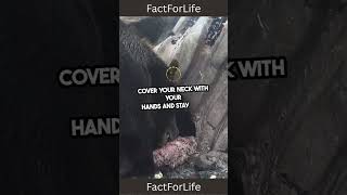 Survive Bear Encounters Essential Tips!                #didyouknow #facts #emergencyhacks