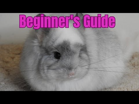 Beginner's guide to chinchilla diet