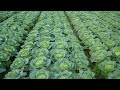 How To Grow Cabbage Cabbage Farming And Cabbage Harvesting