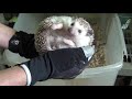 How to handle & tame your new pet hedgehog