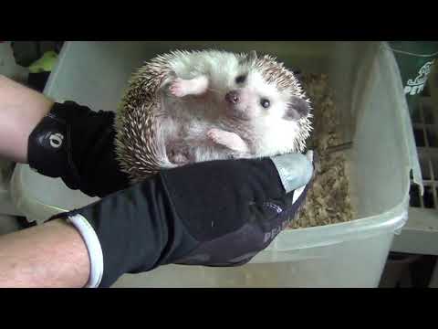 How to handle & tame your new pet hedgehog