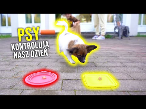 PSY KONTROLUJĄ NASZ DZIEŃ 🐶⏰ Sheo i Julka Żugaj
