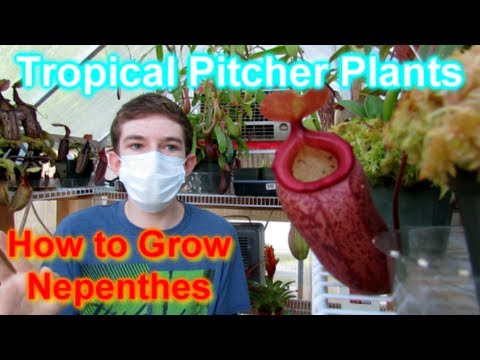 HOW TO GROW NEPENTHES - Carnivorous Tropical Pitcher Plants