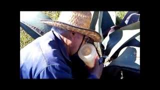 Extrayendo Aguamiel (Antonio Aguilar - chupale al maguey)