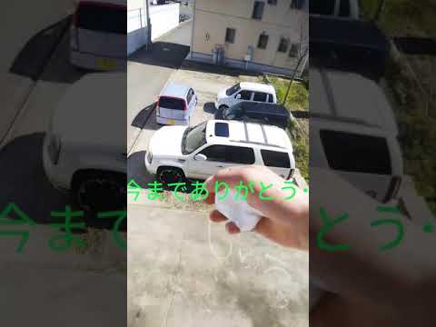 思いやりのある厚皮動物