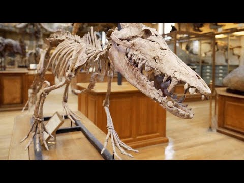 Why This Whale Ancestor is an Evolutionary Surprise