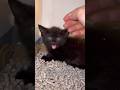 Foster kittens 101: How to tame your floof | fortheloveofkittenrescue