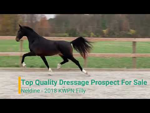 Top Dressage Prospect For Sale ~ 2018 KWPN Filly Neldine
