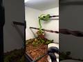 Don’t panic folks, this is only to help out this Green Tree Python with her breeding. 😂🐍🔥