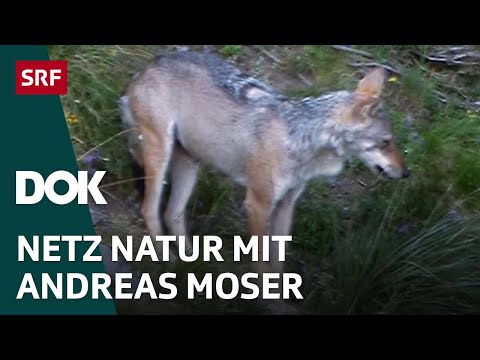 Erklärungen zum Wolf | NETZ NATUR mit Andreas Moser | Doku | Reupload | DOK | SRF Wissen