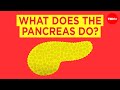 What does the pancreas do? - Emma Bryce