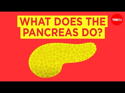 What does the pancreas do - Emma Bryce