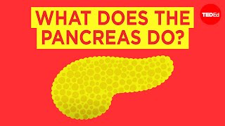 What does the pancreas do? – Emma Bryce