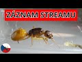 Další Exotika Z Číny ZÁZNAM