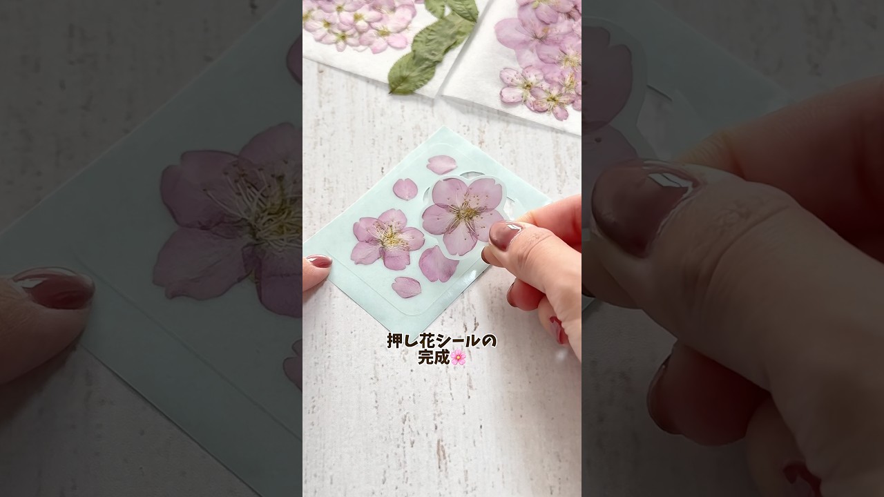【100均材料で🌸】本物のお花のシール作ってみた❣️ #ハンドメイド #押し花 #sticker #シール #桜#桜の押し花#ダイソー#pressedflowers #shorts