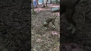 Video preview image #1 Mutt Puppy For Sale in McCormick, SC, USA