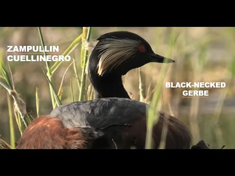 ZAMPULLIN CUELLINEGRO | BLACK-NECKED GREBE | Podiceps n